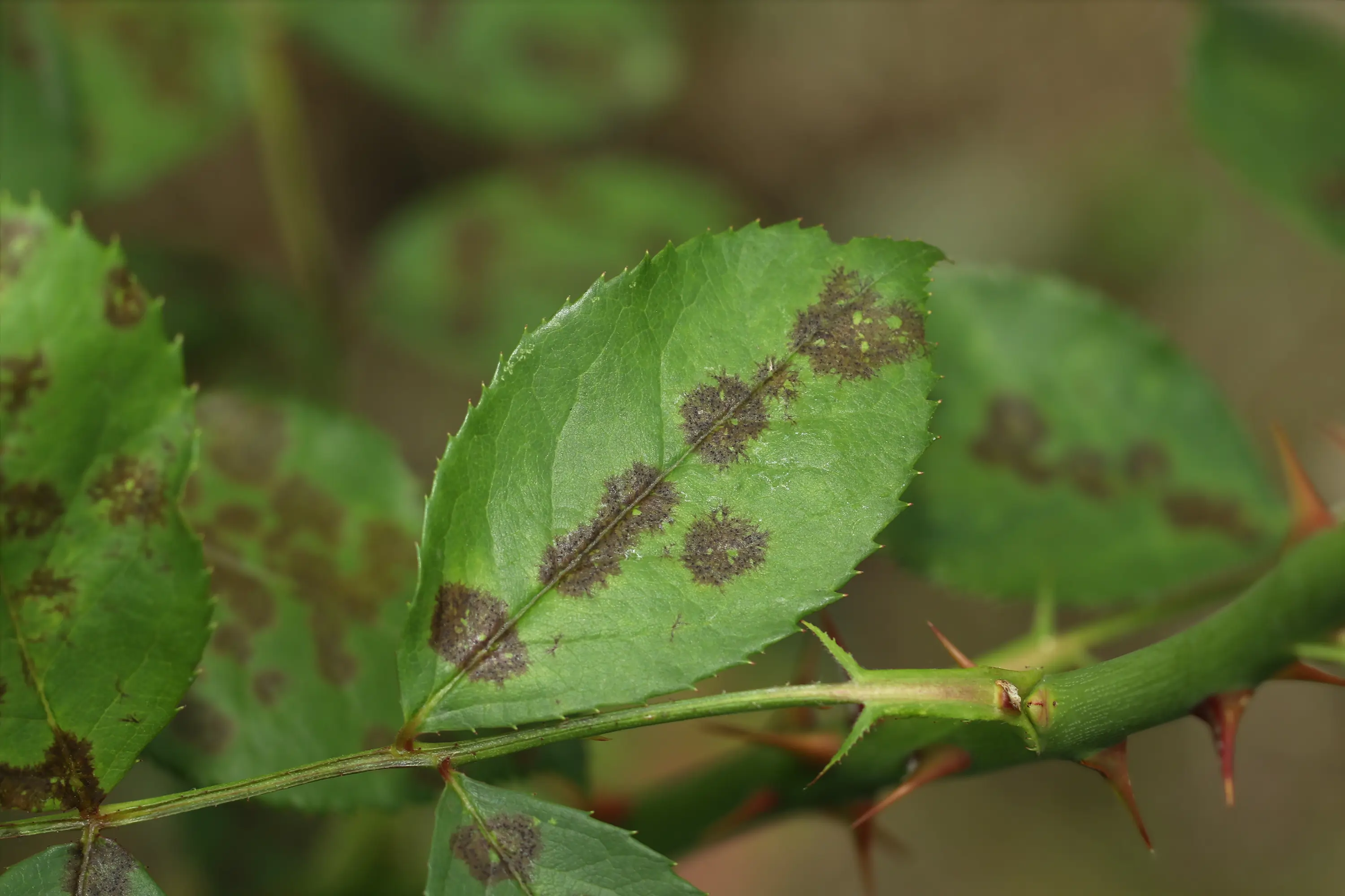 Close-up of a plant leaf
